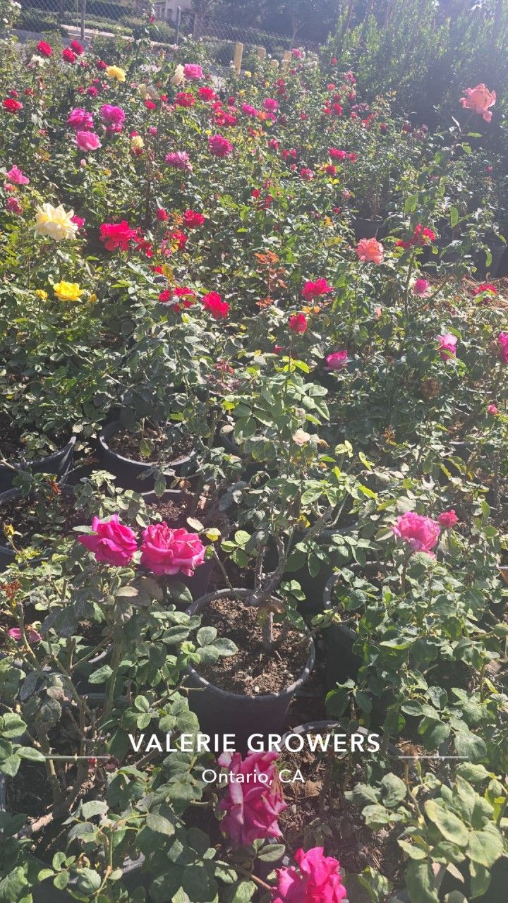 Rose Bush Sale
