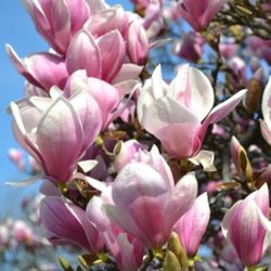 Pink   Magnolia   Tree