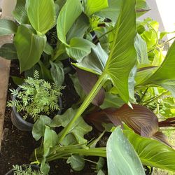 Plants Available For Sale Part Seven