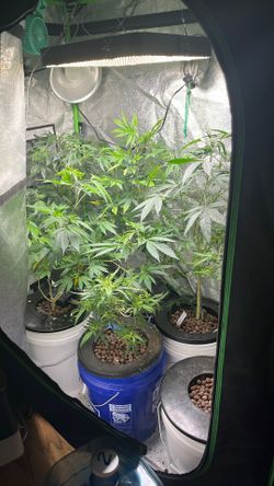 Indoor Grow Tent