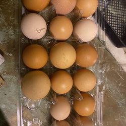 Fresh Eggs From Backyard Flocks Free Range 