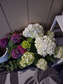 Hydrangeas and roses