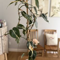 Tall Philodendron Rio Plant With Inner Pot . Outer Planter Not Included 