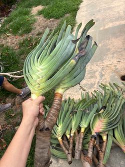 Fan Aloe Plants