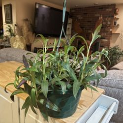 House plant
