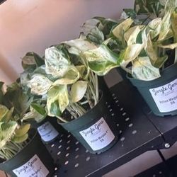 Pothos Manjula House Plant   (Epipremnum aureum 'Manjula') — 4" Pot