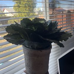 Realistic Lettuce Plant Decor