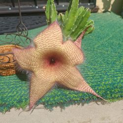 Suculenta