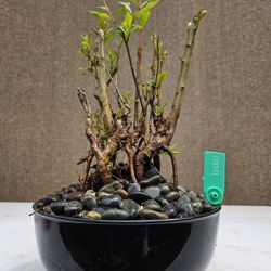 Old Pomegranate Bonsai Tree 