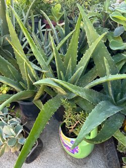 Variedad de plantas
