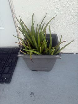 Aloe Vera Plant in Gray Square Pot