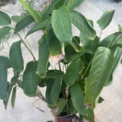 Cute Plants For Sale 
