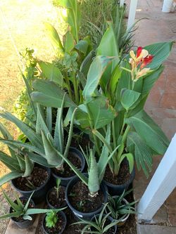 Cana Lilies Aloe Vera Plants