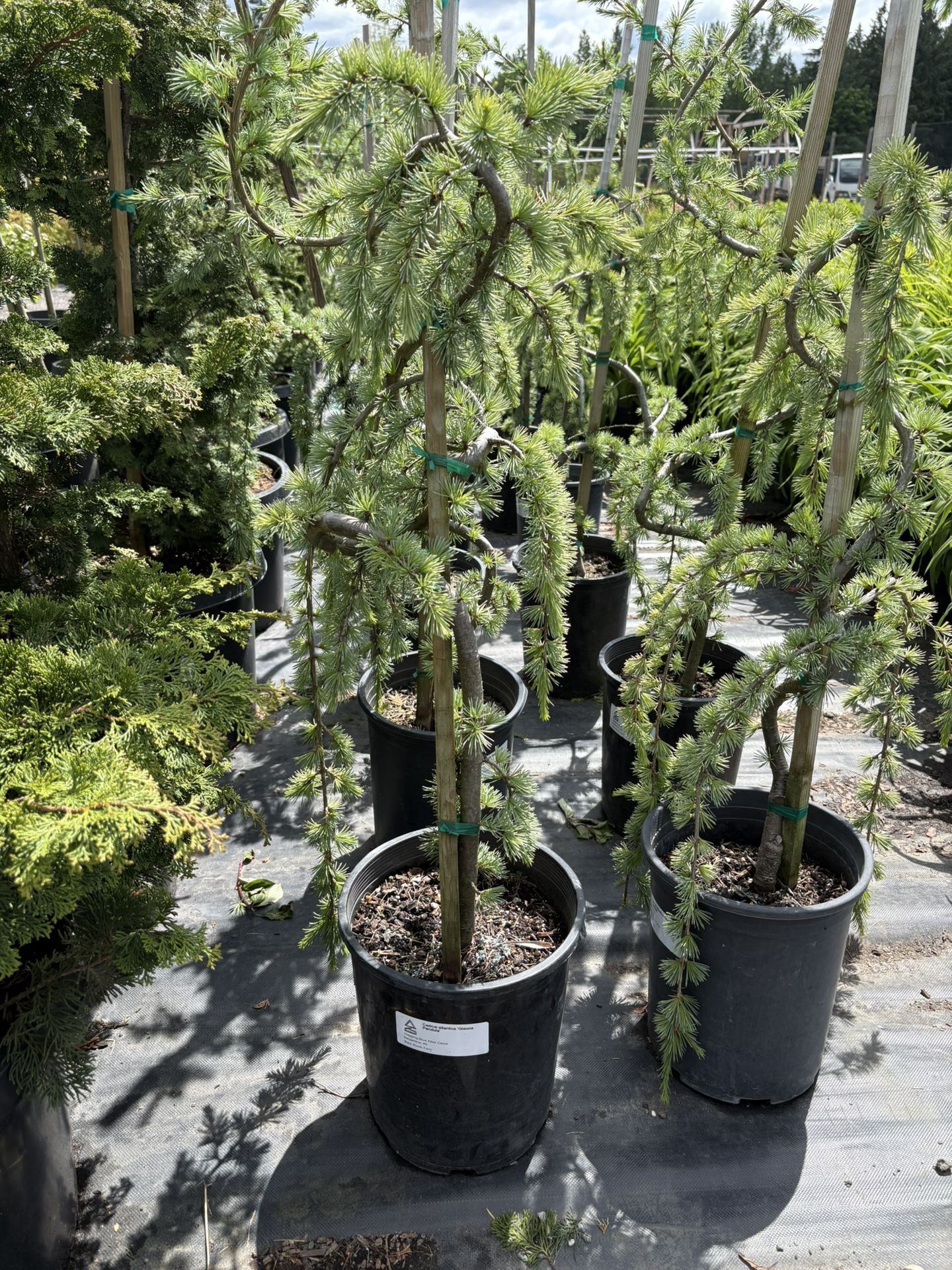 Weeping Blue Atlas