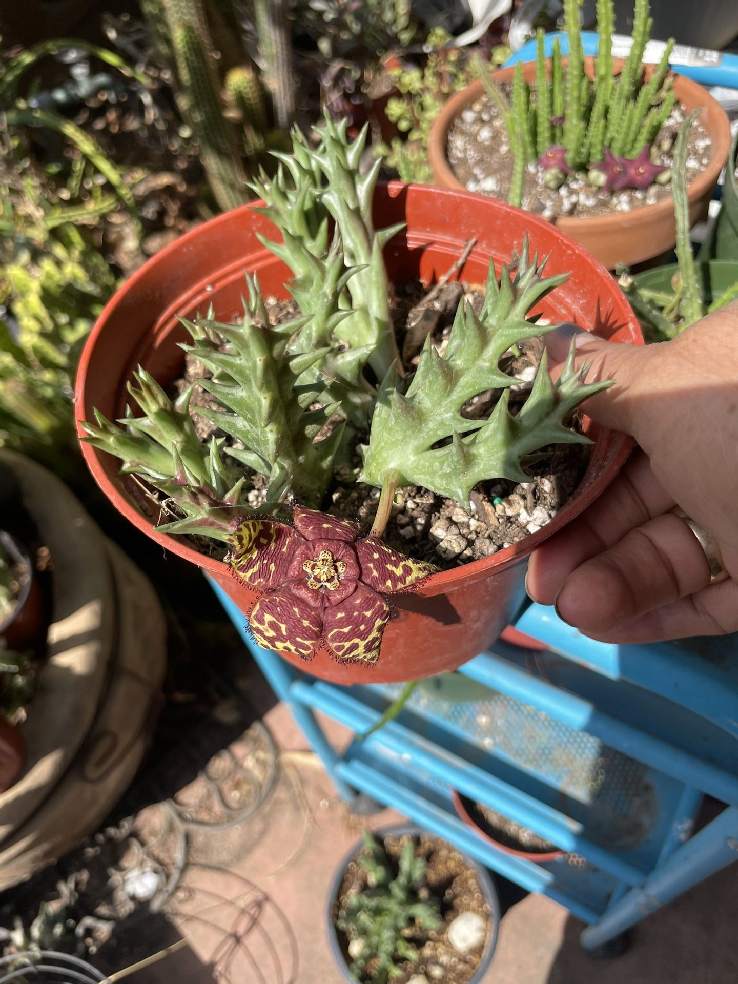 6” Staphelia
