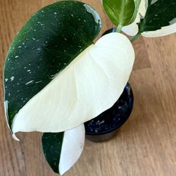 meinis monstera 10in Monstera Deliciosa – Paraíso Plant Studio main image 0