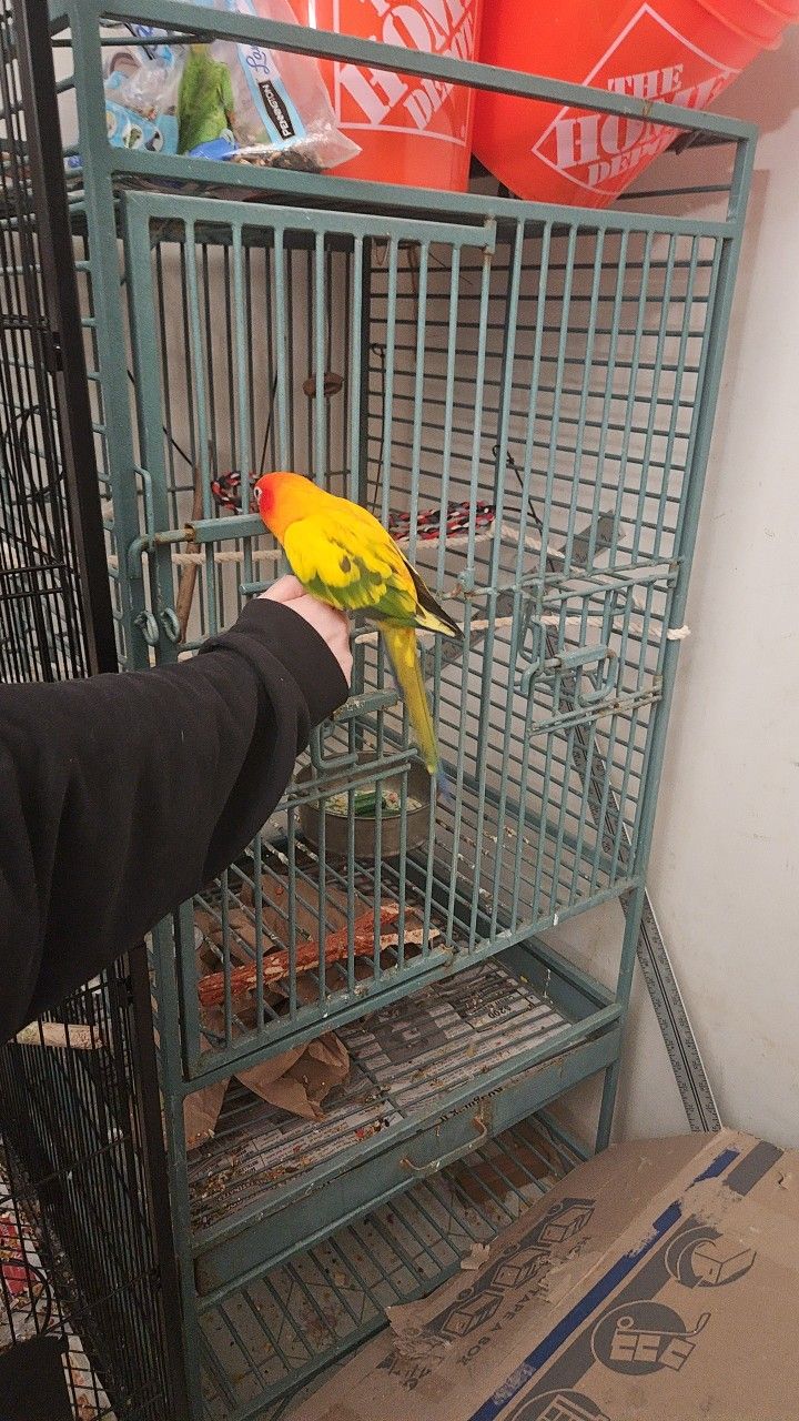 Parrot Cage/ Bird Cage