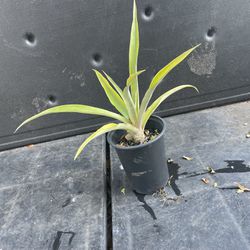 Pineapple 🍍 Plant