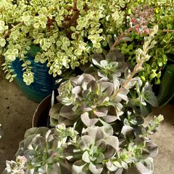 ♥️Echeveria 'Chroma' rosettes have unbelievably Beautiful Succulent