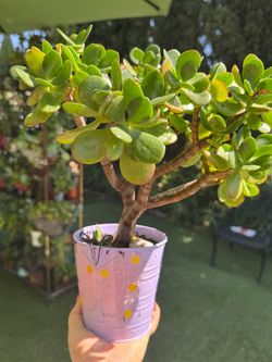 Pretty jade tree
