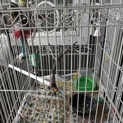 Cockatiels Bird Cage 