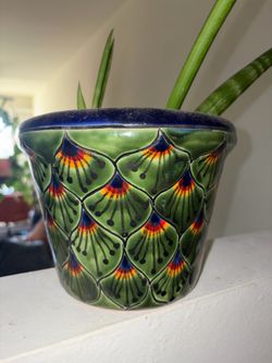 Snake plant and pot for sale