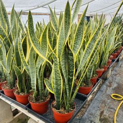 Snake Plant (Sansevieria) in an 8-inch pot