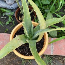 Plants