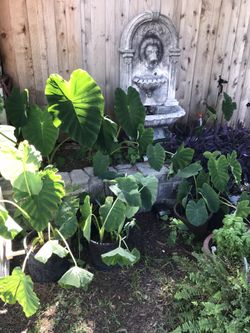 Plants Elephant ears