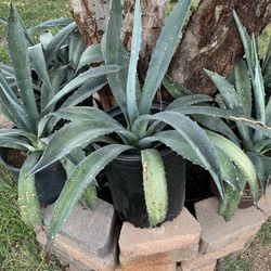 Beautiful Nice Outdoor Patio Green Blue Plants Agave