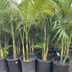 King Palm $78 each 