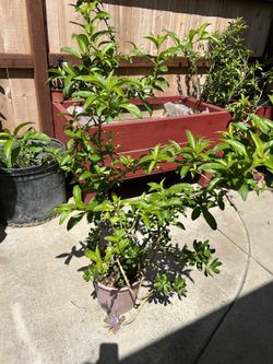 Night Blooming Jasmine 