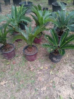 Plants