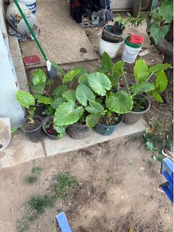 elephant ears