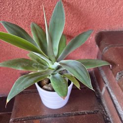 Foxtail Agave Plant 