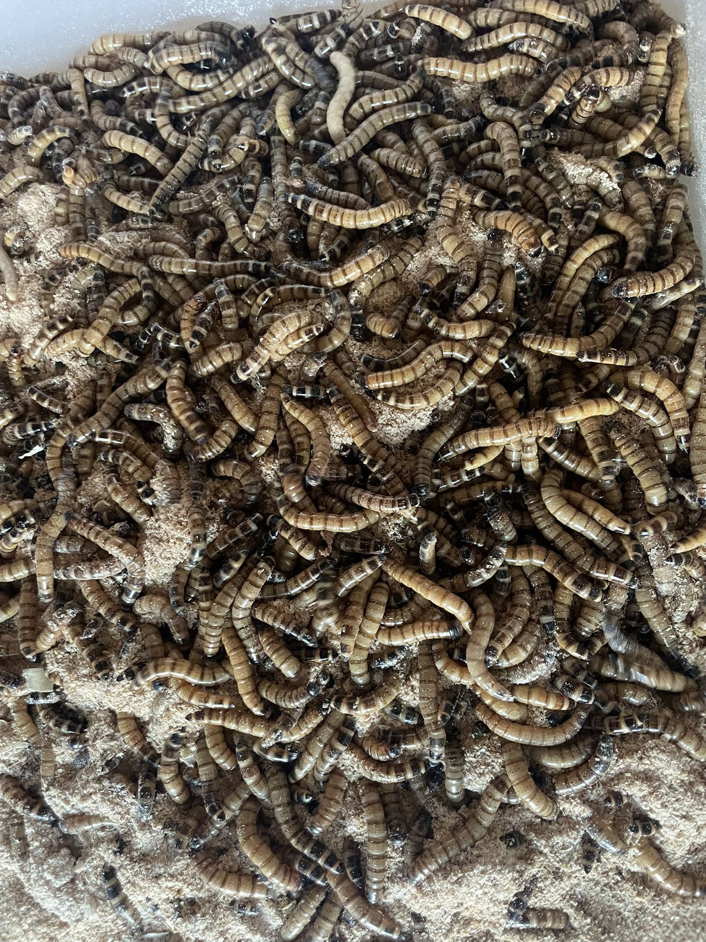 Superworms