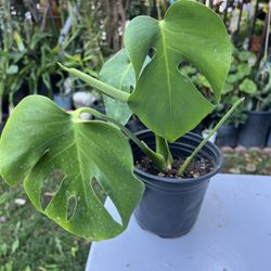 Monstera Plant 