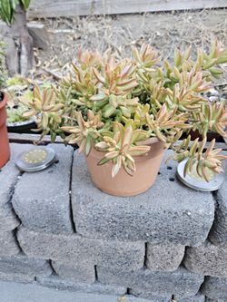 Succulents In 10" Color Pots For $10