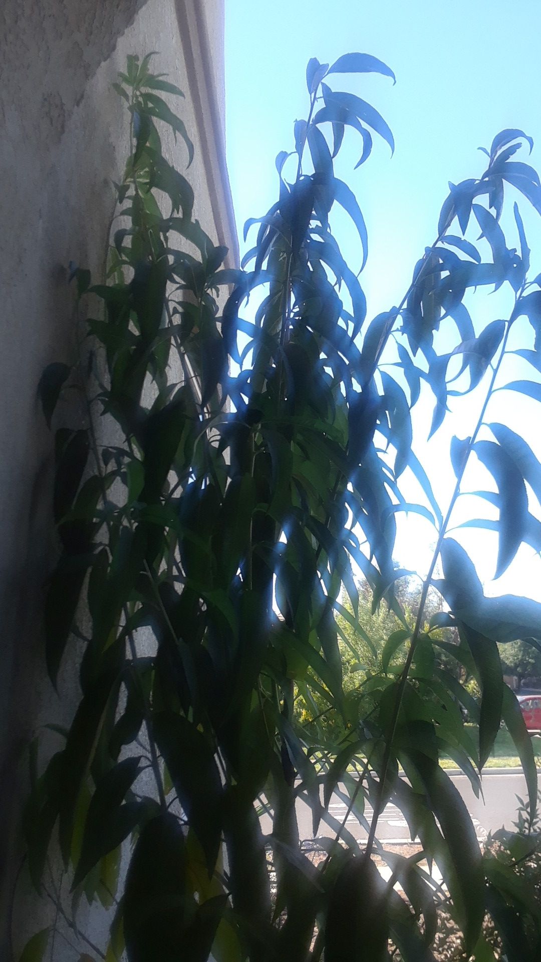 GEORGIA CLING PEACH 8 FEET TALL IN A 5 GALLON POT