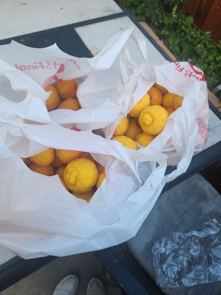 Meyer Lemons !!