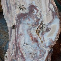 Big CUT AND POLISHED PETRIFIED WOOD