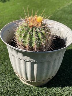 Barrel cactus