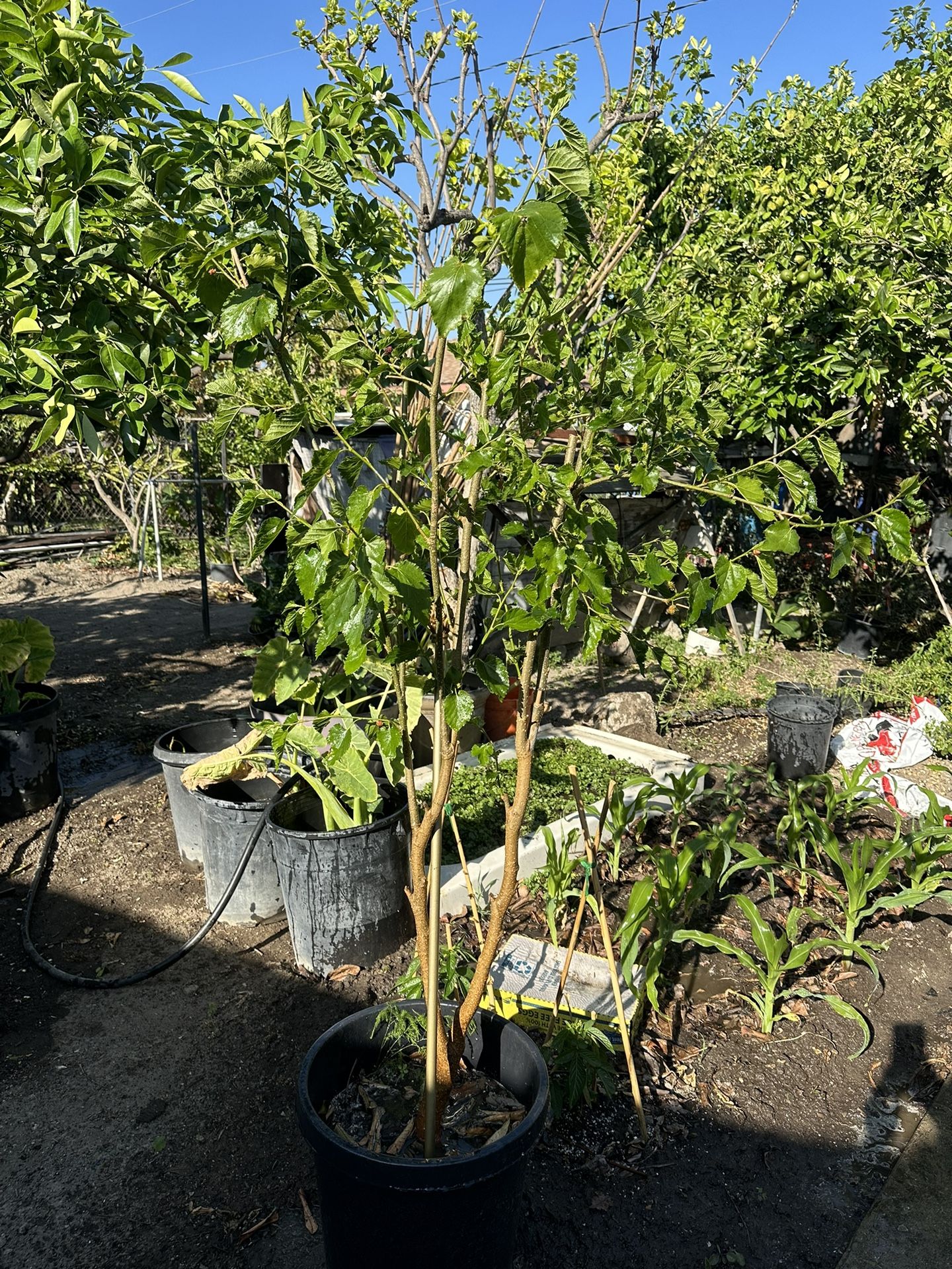 Beautiful Healthy Mulberry Tree