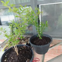 Bonitos árbolitos de Granada lista para trasplantar $20 Dlls C.u o 2 x30 Dlls