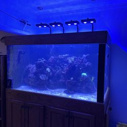 250 Gallon Reef Aquarium Setup With New Lights 