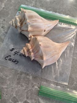 Twin shells about 5 inches each, One has a hole in the shell