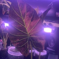 Alocasia regal shield albo corms