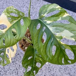 Monstera Adansonii Albo