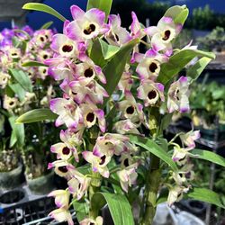 Dendrobium Nobile Rare Color Orchid Fragrant Orchid 