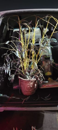 Fake plant